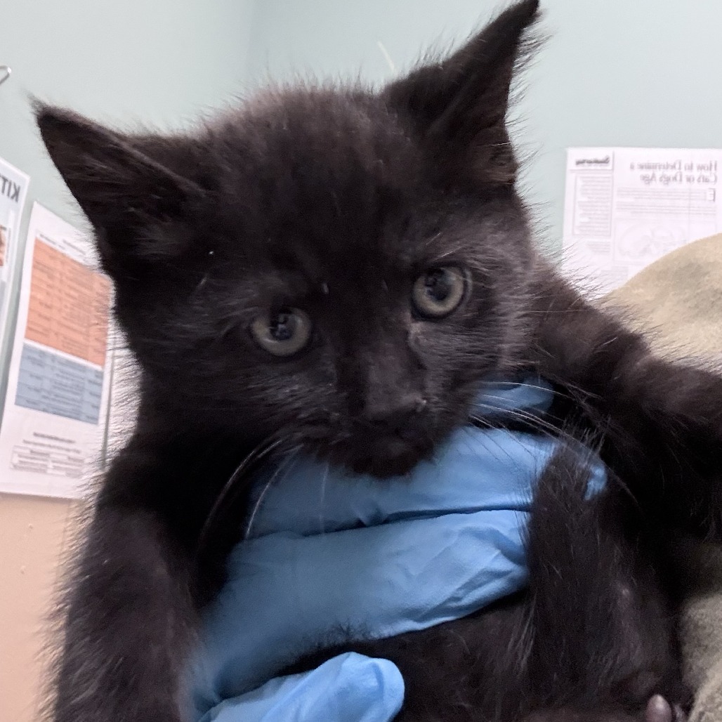 Shelter Stray Female Cat last seen , 2608 Center St, Tacoma, WA 98409, USA