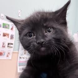 Shelter Stray Female Cat last seen , 2608 Center St, Tacoma, WA 98409, USA