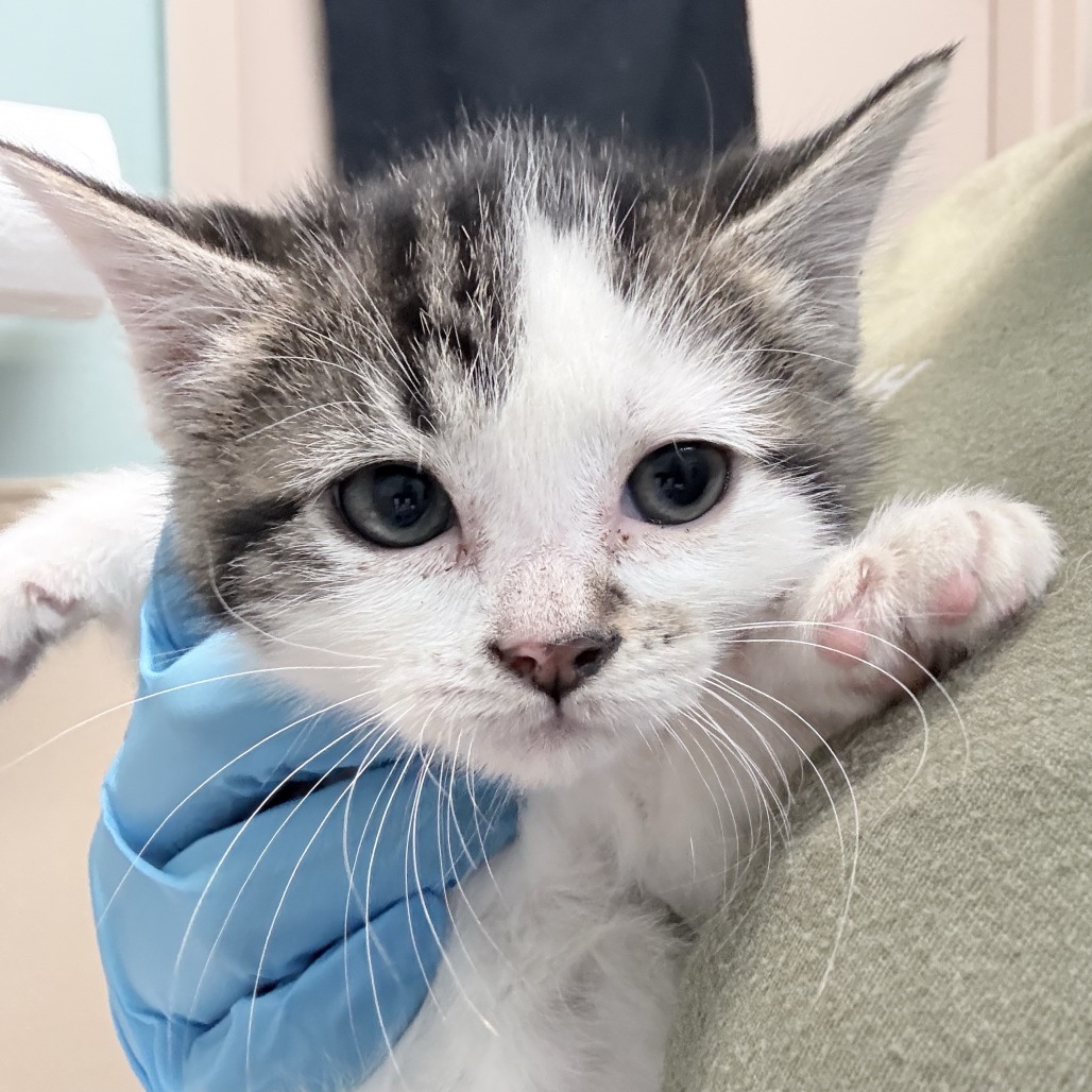 Shelter Stray Female Cat last seen , 2608 Center St, Tacoma, WA 98409, USA