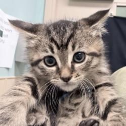 Shelter Stray Female Cat last seen , 2608 Center St, Tacoma, WA 98409, USA
