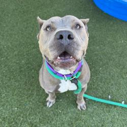 Shelter Stray Male Dog last seen , Animal Care & Control Team of Philly, 111 W Hunting Park Ave, Philadelphia, PA 19140, USA
