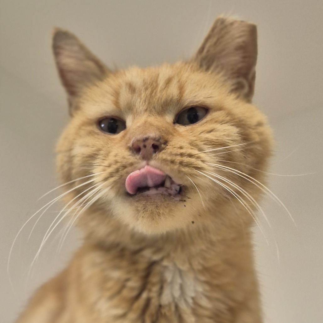 Shelter Stray Male Cat last seen , Animal Care & Control Team of Philly, 111 W Hunting Park Ave, Philadelphia, PA 19140, USA