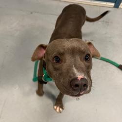 Shelter Stray Male Dog last seen , Animal Care & Control Team of Philly, 111 W Hunting Park Ave, Philadelphia, PA 19140, USA