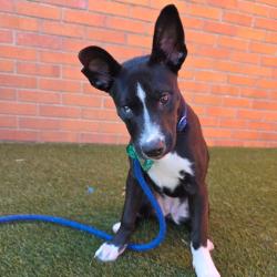 Shelter Stray Female Dog last seen , Animal Care & Control Team of Philly, 111 W Hunting Park Ave, Philadelphia, PA 19140, USA