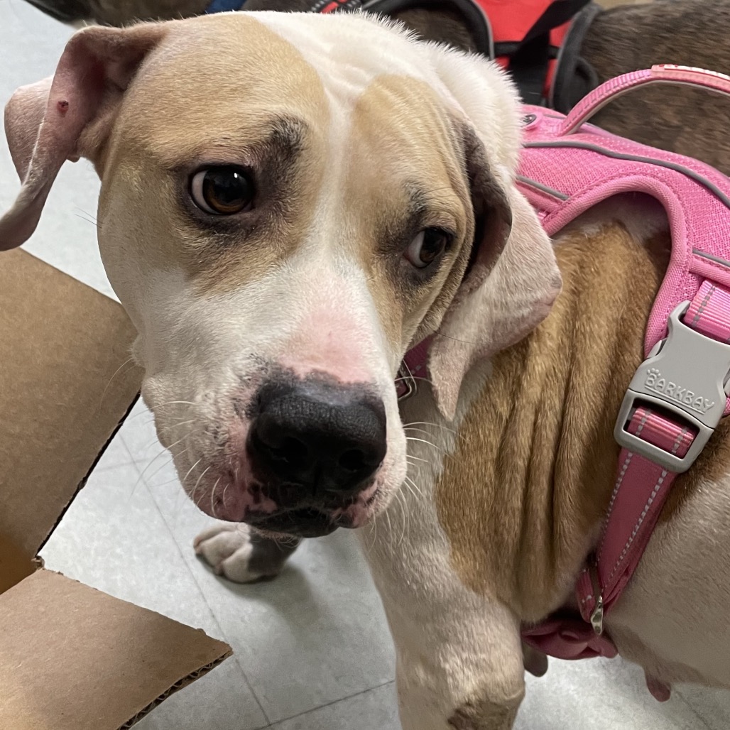 Shelter Stray Female Dog last seen , Animal Care & Control Team of Philly, 111 W Hunting Park Ave, Philadelphia, PA 19140, USA