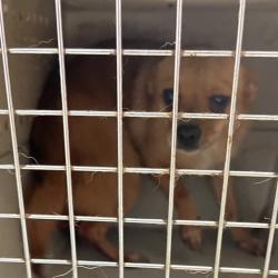 Shelter Stray Female Dog last seen , Animal Care & Control Team of Philly, 111 W Hunting Park Ave, Philadelphia, PA 19140, USA