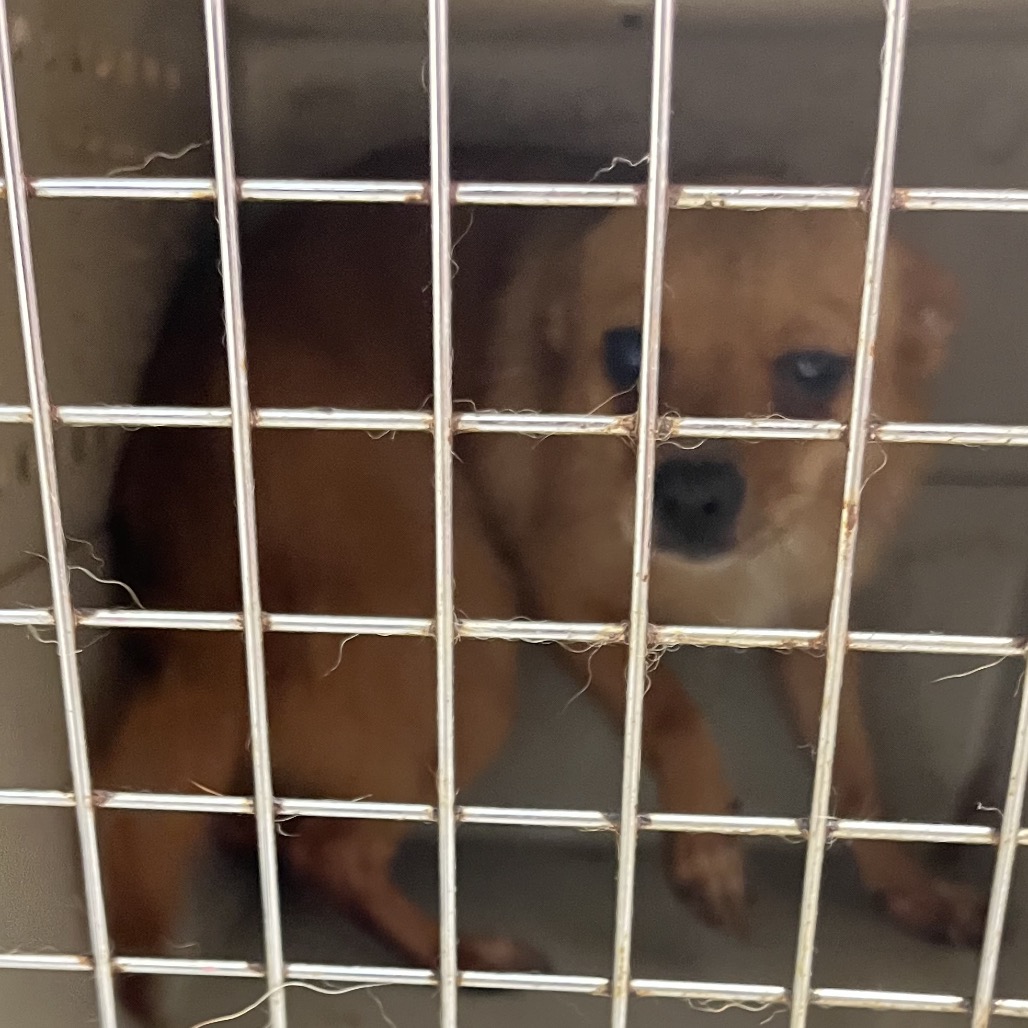 Shelter Stray Female Dog last seen , Animal Care & Control Team of Philly, 111 W Hunting Park Ave, Philadelphia, PA 19140, USA