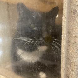 Shelter Stray Male Cat last seen , 361 S Raymond Ave, Pasadena, CA 91105, USA