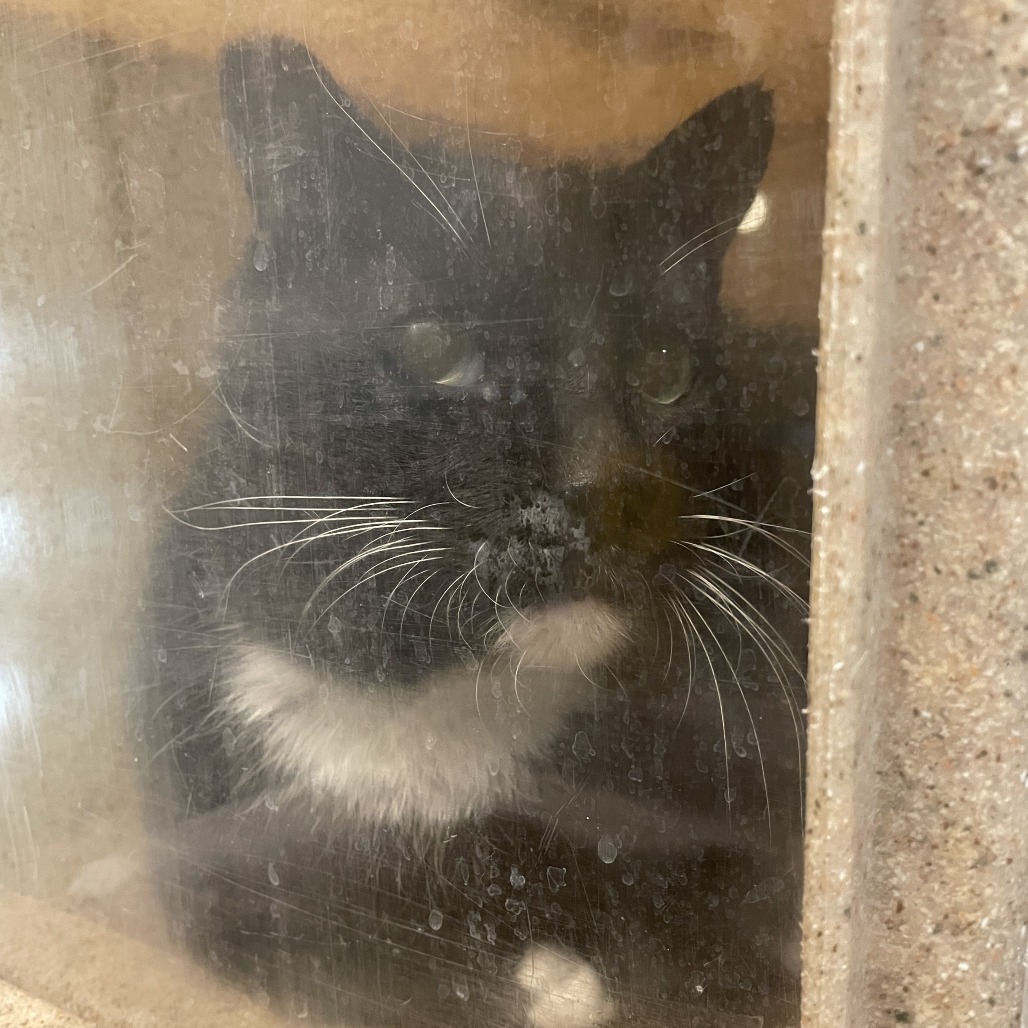 Shelter Stray Male Cat last seen , 361 S Raymond Ave, Pasadena, CA 91105, USA