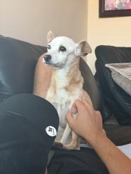 Reunited Female Dog last seen Redwood St, Fountain Valley, CA, USA, Redwood St,  92708