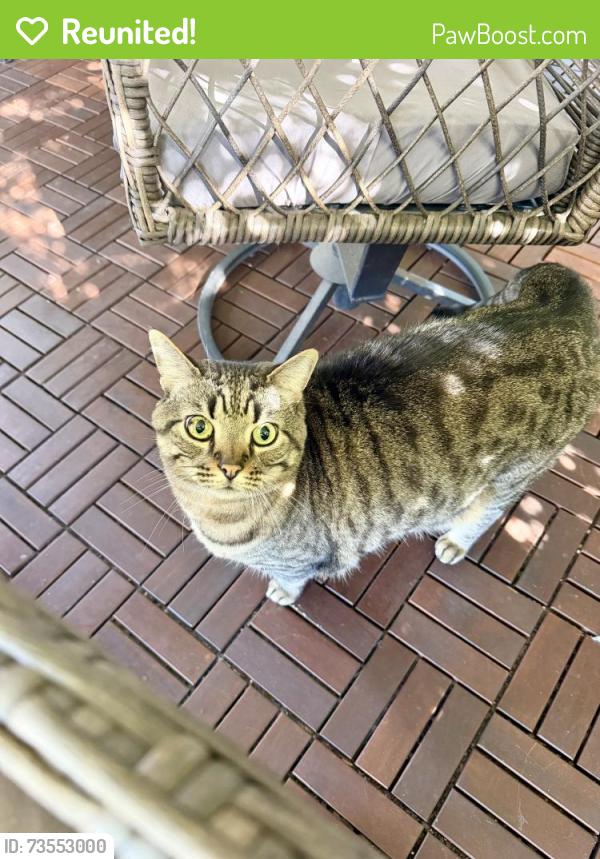 Reunited Male Cat last seen Belle oak villas, Largo, FL 33771