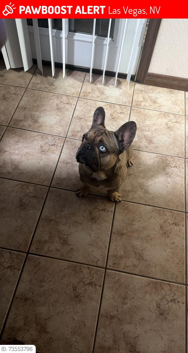 Lost Male Dog last seen Decatur and Gowan, Las Vegas, NV 89130