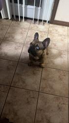 Lost Male Dog last seen Decatur and Gowan, Las Vegas, NV 89130