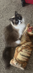 Lost Female Cat last seen Fairchild, Medical Lake, WA 99022