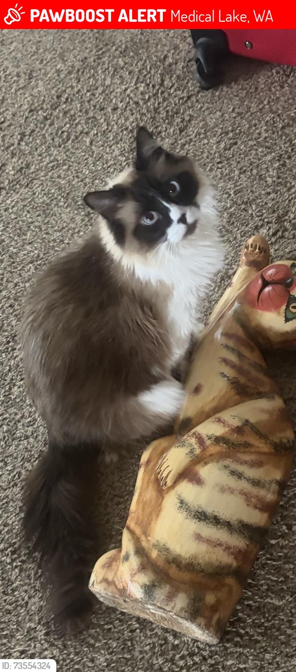 Lost Female Cat last seen Fairchild, Medical Lake, WA 99022