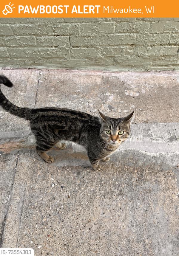 Found/Stray Male Cat last seen 18th & Arthur, Milwaukee, WI 53215