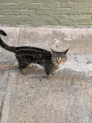 Found/Stray Male Cat last seen 18th & Arthur, Milwaukee, WI 53215