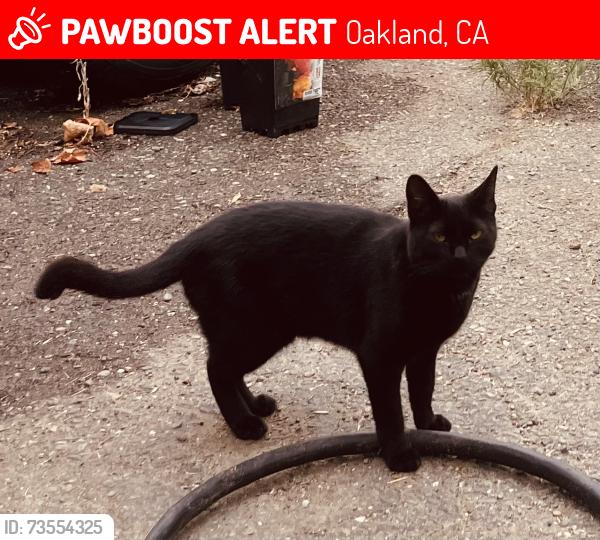 Lost Female Cat last seen Simson & Mokelumne, Oakland, CA 94605