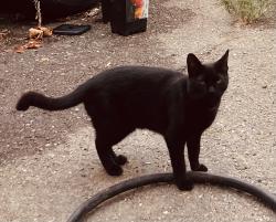 Lost Female Cat last seen Simson & Mokelumne, Oakland, CA 94605