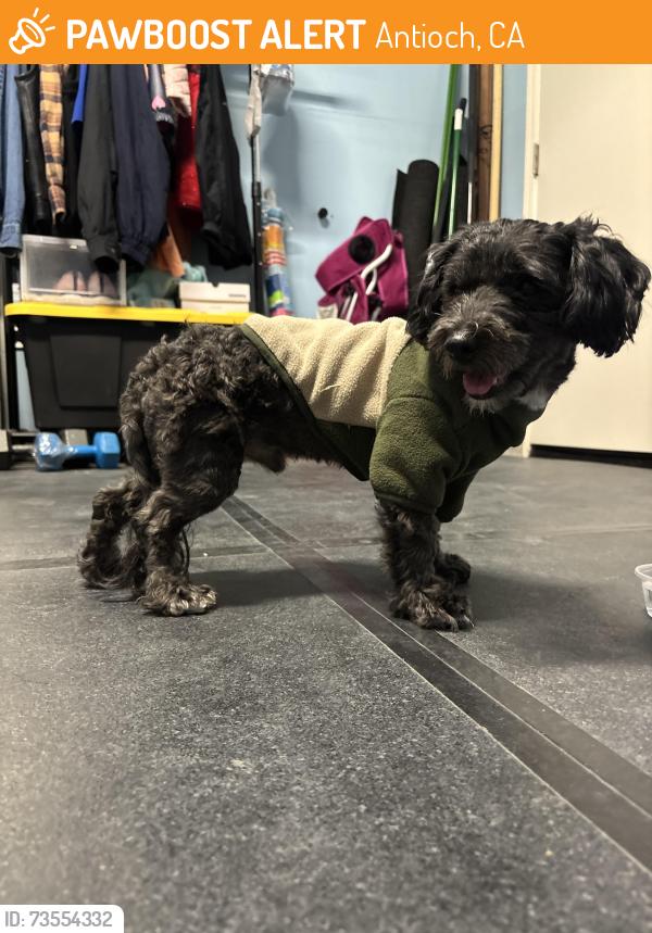 Found/Stray Male Dog last seen Wild horse rd, Antioch, CA 94531