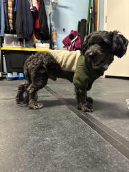 Found/Stray Male Dog last seen Wild horse rd, Antioch, CA 94531