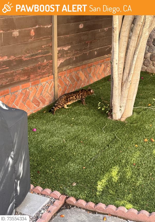 Found/Stray Unknown Cat last seen Kensington, San Diego, CA 92116