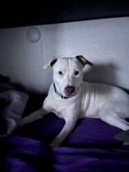 Reunited Male Dog last seen Woodard St, Kenly, NC, USA, Woodard St,  27542