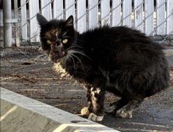 Found/Stray Unknown Cat last seen John Wayne Airport, Costa Mesa, CA 92626