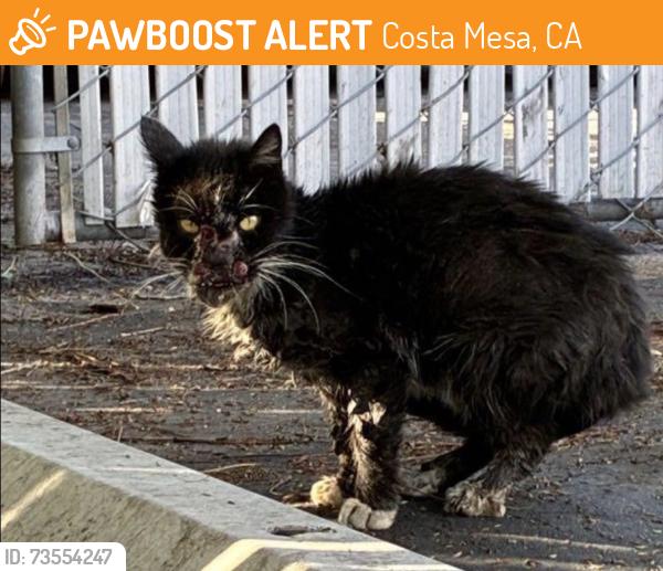 Found/Stray Unknown Cat last seen John Wayne Airport, Costa Mesa, CA 92626