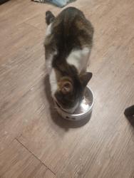 Reunited Female Cat last seen Sydney. Street, Burton upon Trent, England 