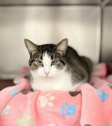 Shelter Stray Female Cat last seen Near E 1100 N, North Salt Lake, UT 84054, USA, 1422 E 600 N, Fruit Heights, UT 84037, USA