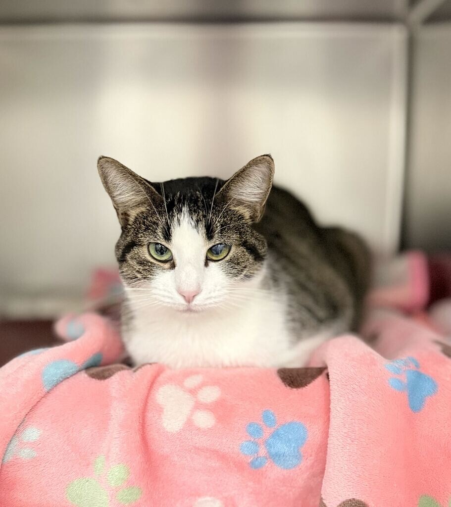 Shelter Stray Female Cat last seen Near E 1100 N, North Salt Lake, UT 84054, USA, 1422 E 600 N, Fruit Heights, UT 84037, USA