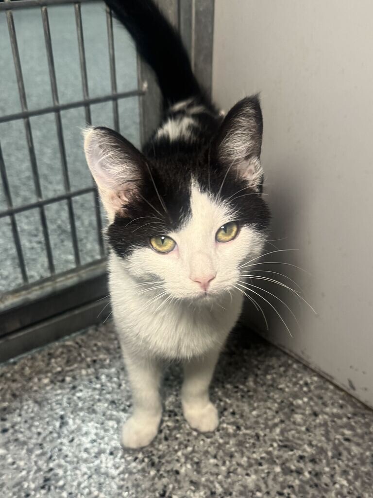Shelter Stray Male Cat last seen Near N Pointe Cir, North Salt Lake, UT 84054, USA, 1422 E 600 N, Fruit Heights, UT 84037, USA