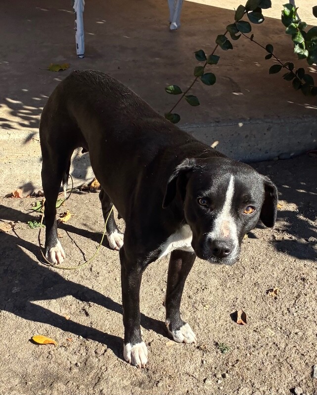 Shelter Stray Female Dog last seen Near Riverbank Cir, Stockton, CA 95219, USA, 1575 S Lincoln St, Stockton, CA 95206, USA