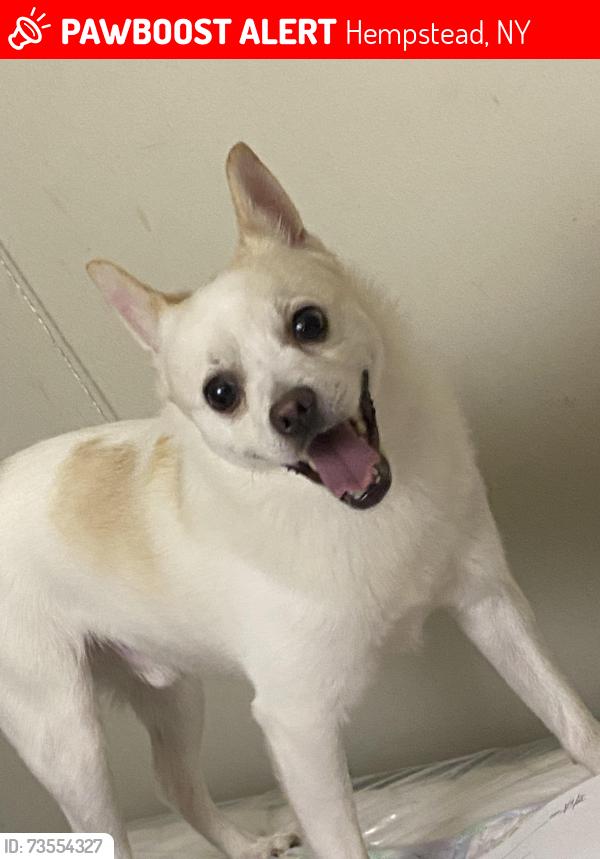 Lost Male Dog last seen Warner avenue Ny, Hempstead, NY 11530