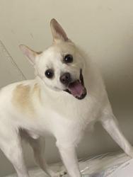 Lost Male Dog last seen Warner avenue Ny, Hempstead, NY 11530