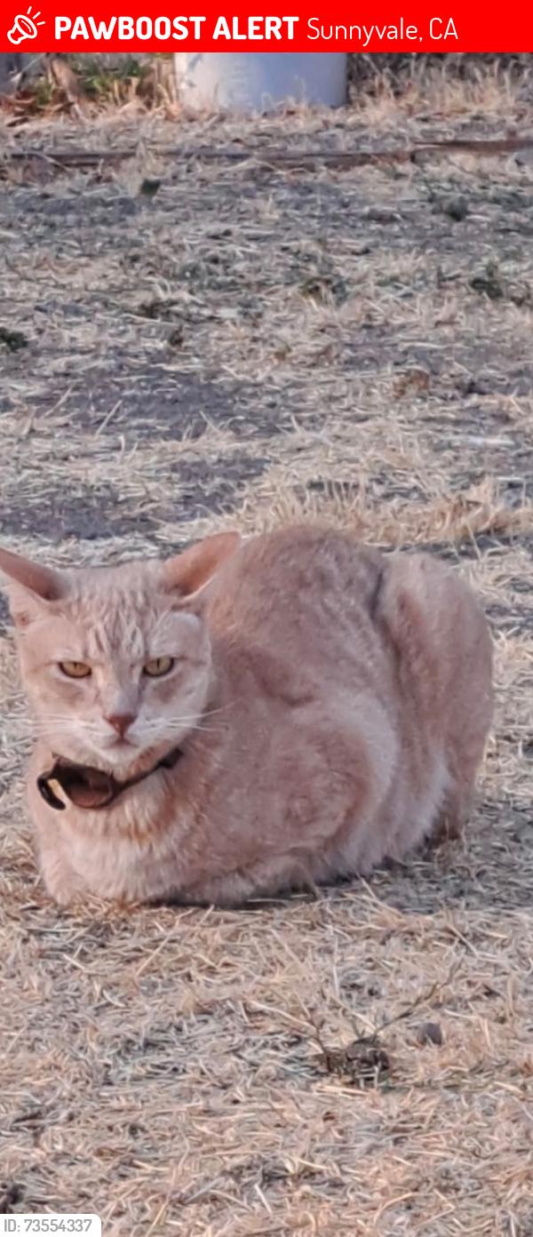 Lost Male Cat last seen Beechnut Ave and Borregas ave, Sunnyvale, CA 94085