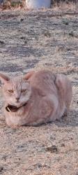 Lost Male Cat last seen Beechnut Ave and Borregas ave, Sunnyvale, CA 94085
