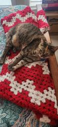 Lost Female Cat last seen Devonshire, Downing St,  75703