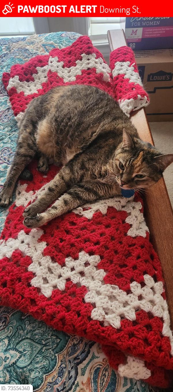 Lost Female Cat last seen Devonshire, Downing St,  75703