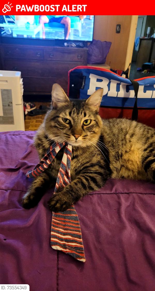 Lost Male Cat last seen Errick and Nash road, North Tonawanda, NY 14120