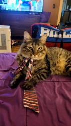 Lost Male Cat last seen Errick and Nash road, North Tonawanda, NY 14120
