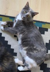 Reunited Female Cat last seen Wilder Street between 2nd & Moyamensing streets, Philadelphia, PA 19147