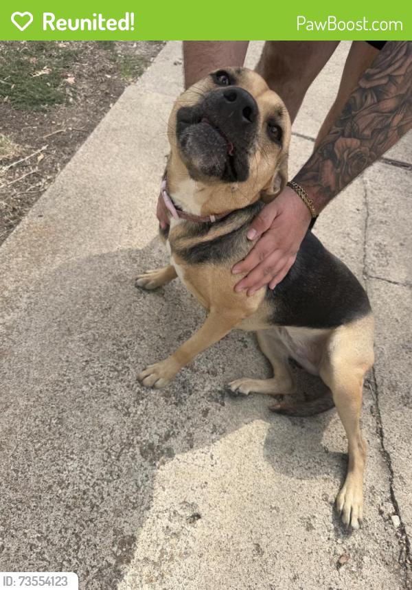 Reunited Female Dog last seen Everglades Dr, Tyler, TX, USA, Everglades Dr,  75703