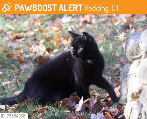 Found/Stray Unknown Cat last seen Mattatuck Trail / Newtown Turnpike, Redding, CT 06896