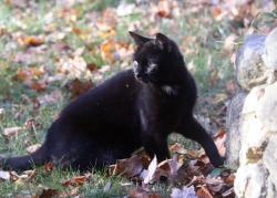 Found/Stray Unknown Cat last seen Mattatuck Trail / Newtown Turnpike, Redding, CT 06896