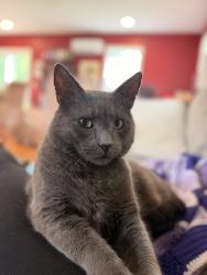 Reunited Male Cat last seen Chestnut st and Brook St, Rehoboth, MA 02769