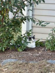 Found/Stray Unknown Cat last seen Near Phillips St in Watertown, right before intersection with Garnett St, Watertown, MA 02472