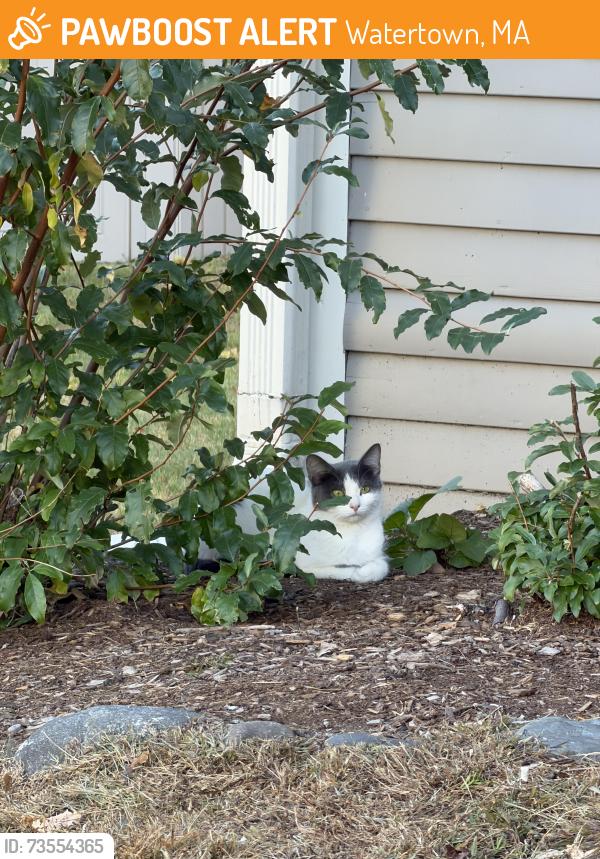 Found/Stray Unknown Cat last seen Near Phillips St in Watertown, right before intersection with Garnett St, Watertown, MA 02472