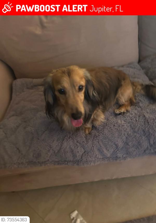 Lost Male Dog last seen Jupiter Ocean Racquet Club, Jupiter, FL 33477